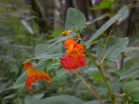 Impatiens capensis 7, Oranje springzaad, Saxifraga-Ed Stikvoort