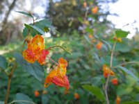 Impatiens capensis 8, Oranje springzaad, Saxifraga-Ed Stikvoort