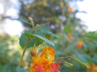 Impatiens capensis 9, Oranje springzaad, Saxifraga-Ed Stikvoort