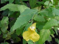 Impatiens noli-tangere 1, Groot springzaad, Saxifraga-Jasenka Topic