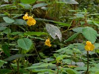 Impatiens noli-tangere 11, Groot springzaad, Saxifraga-Ed Stikvoort