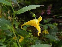 Impatiens noli-tangere 13, Groot springzaad, Saxifraga-Rutger Barendse