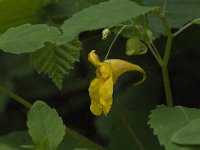 Impatiens noli-tangere 15, Groot springzaad, Saxifraga-Jan van der Straaten