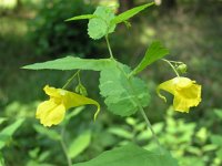 Impatiens noli-tangere 2, Groot springzaad, Saxifraga-Jan Willem Jongepier