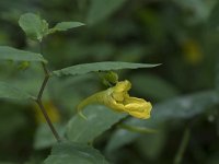 Impatiens noli-tangere 20, Groot springzaad, Saxifraga-Willem van Kruijsbergen