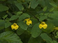 Impatiens noli-tangere 4, Groot springzaad, Saxifraga-Willem van Kruijsbergen