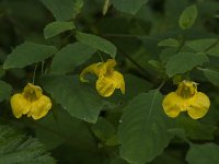 Impatiens noli-tangere 5, Groot springzaad, Saxifraga-Willem van Kruijsbergen