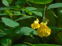 Impatiens noli-tangere 6, Groot springzaad, Saxifraga-Ed Stikvoort