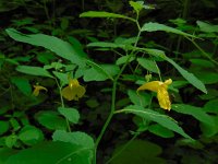 Impatiens noli-tangere 8, Groot springzaad, Saxifraga-Ed Stikvoort