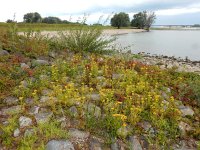 Inula britannica 30, Engelse alant, Saxifraga-Ed Stikvoort : Beuningerwaard