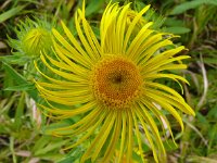 Inula britannica 34, Engelse alant, Saxifraga-Hans Grotenhuis
