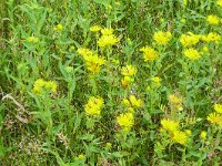 Inula britannica 35, Engelse alant, Saxifraga-Hans Grotenhuis