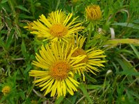 Inula britannica 38, Engelse alant, Saxifraga-Hans Grotenhuis
