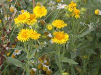 Inula britannica 10, Engelse alant, Saxifraga-Peter Meininger