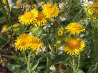 Inula britannica 11, Engelse alant, Saxifraga-Peter Meininger