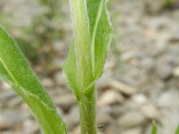 Inula britannica 12, Engelse alant, Saxifraga-Rutger Barendse