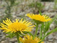 Inula britannica 14, Engelse alant, Saxifraga-Rutger Barendse