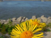 Inula britannica 16, Engelse alant, Saxifraga-Ed Stikvoort