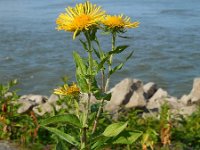 Inula britannica 19, Engelse alant, Saxifraga-Ed Stikvoort