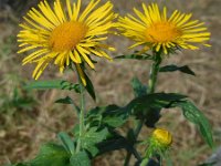 Inula britannica 20, Engelse alant, Saxifraga-Ed Stikvoort