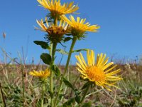 Inula britannica 22, Engelse alant, Saxifraga-Ed Stikvoort