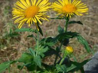 Inula britannica 23, Engelse alant, Saxifraga-Ed Stikvoort