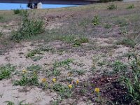 Inula britannica 25, Engelse alant, Saxifraga-Ed Stikvoort