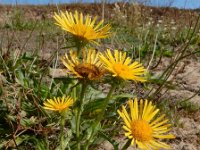 Inula britannica 26, Engelse alant, Saxifraga-Ed Stikvoort