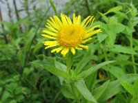 Inula britannica 3, Engelse alant, Saxifraga-Rutger Barendse