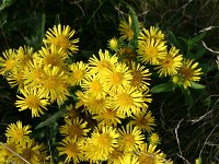 Inula britannica 4, Engelse alant, Saxifraga-Dirk Hilbers