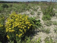 Inula britannica 8, Engelse alant, Saxifraga-Rob Felix : Plantae, Plants, planten