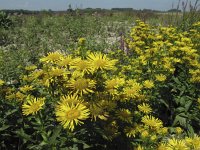 Inula britannica 9, Engelse alant, Saxifraga-Rob Felix : Plantae, Plants, planten