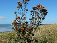 Inula conyzae 20, Donderkruid, Saxifraga-Ed Stikvoort : Beuningerwaard