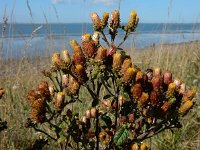 Inula conyzae 24, Donderkruid, Saxifraga-Ed Stikvoort : Beuningerwaard