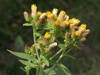 Inula conyzae 1, Donderkruid, Saxifraga-Jan van der Straaten