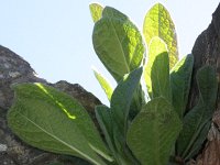 Inula conyzae 12, Donderkruid, Saxifraga-Rutger Barendse