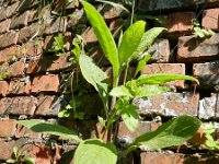 Inula conyzae 13, Donderkruid, Saxifraga-Rutger Barendse