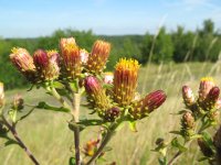 Inula conyzae 4, Donderkruid, Saxifraga-Rutger Barendse