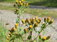 Inula conyzae 8, Donderkruid, Saxifraga-Ed Stikvoort