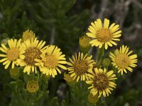 Inula crithmoides 12, Zeealant, Saxifraga-Willem van Kruijsbergen