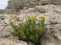 Inula crithmoides 14, Saxifraga-Willem van Kruijsbergen