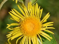 Inula racemosa 7, Trosalant, Saxifraga-Sonja Bouwman  968. Trosalant - Inula racemosa - Asteraceae familie (zw) Rotterdam