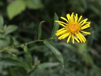 Inula salicina 4, Wilgalant, Saxifraga-Peter Meininger