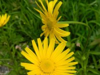 Inula salicina 6, Wilgalant, Saxifraga-Rutger Barendse