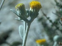 Inula verbascifolia 11, Saxifraga-Jan van der Straaten