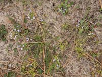 Ionopsidium acaule 9, Saxifraga-Ed Stikvoort