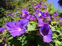 Ipomoea indica 10, Saxifraga-Ed Stikvoort