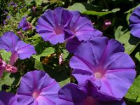 Ipomoea indica 5, Saxifraga-Ed Stikvoort