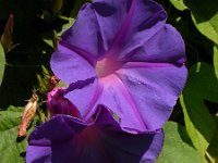 Ipomoea indica 7, Saxifraga-Ed Stikvoort