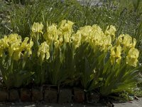 Iris germanica 2, Saxifraga-Willem van Kruijsbergen